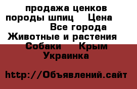 продажа ценков породы шпиц  › Цена ­ 35 000 - Все города Животные и растения » Собаки   . Крым,Украинка